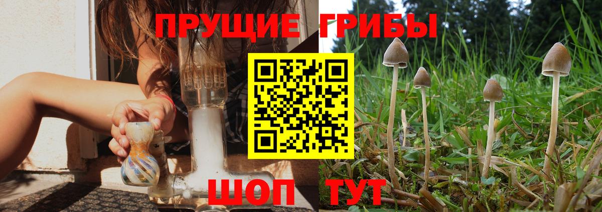 Псилоцибиновые грибы Psilocybe Южноуральск